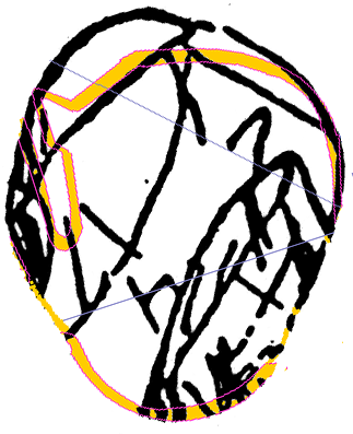 obovoid